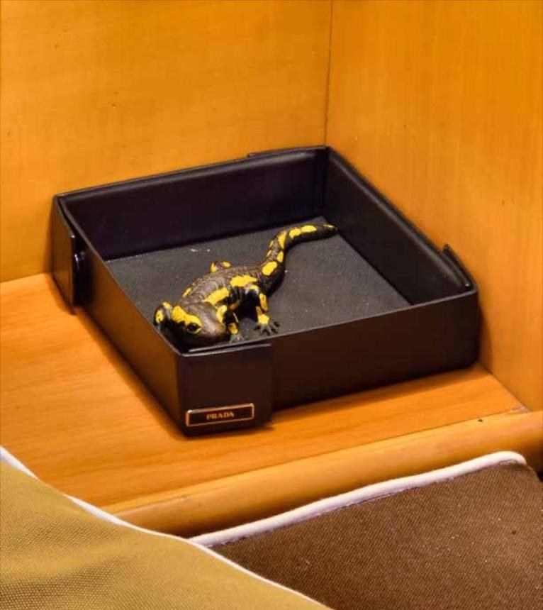 TESS yacht charter 5